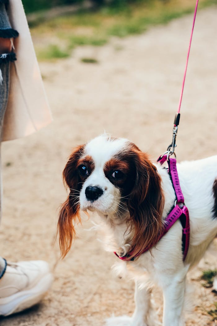 A Cavalier King Charles Spaniel on a leash during a walk outdoors, showcasing pet companionship.