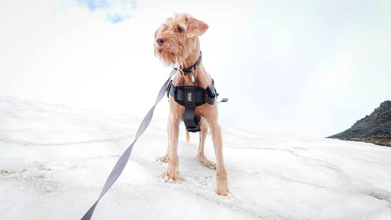 Wirehaired dog in a harness standing on snow with a leash. Winter scene.