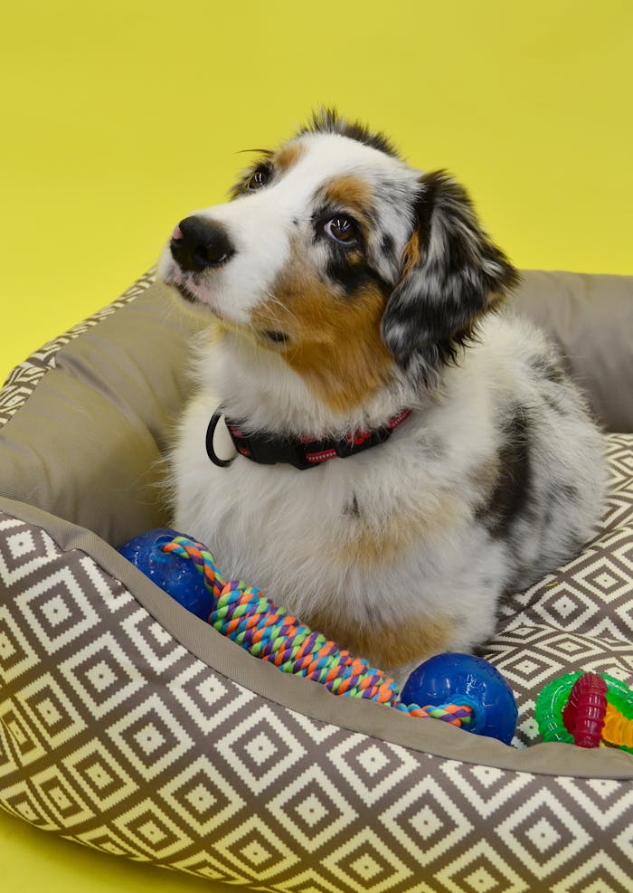 Charming Australian Shepherd in a cozy bed surrounded by colorful dog toys on a vibrant yellow background.