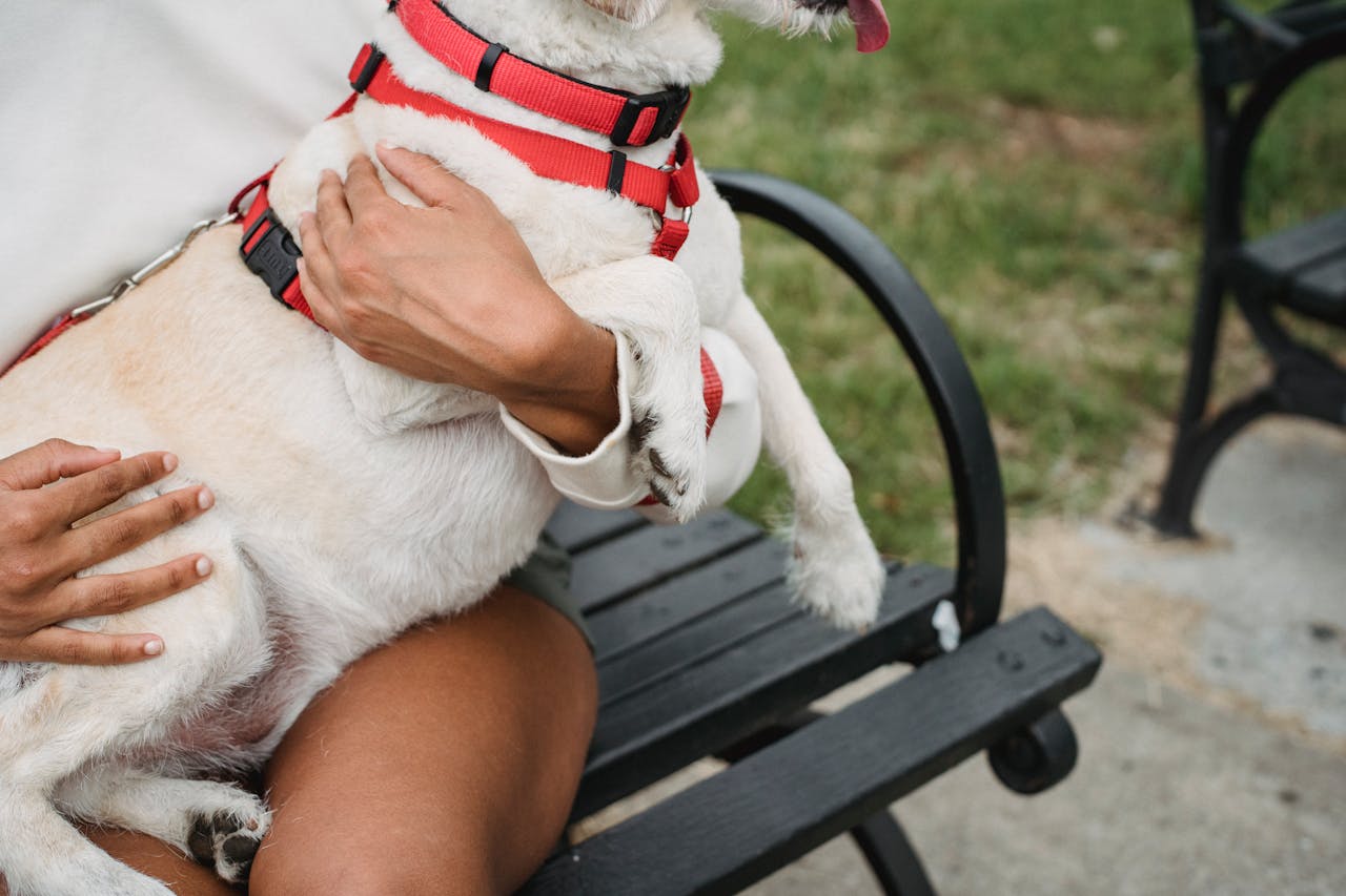 Unrecognizable ethnic female owner with obedient dog with white fur and red leash in hands sitting on bench in park on blurred background