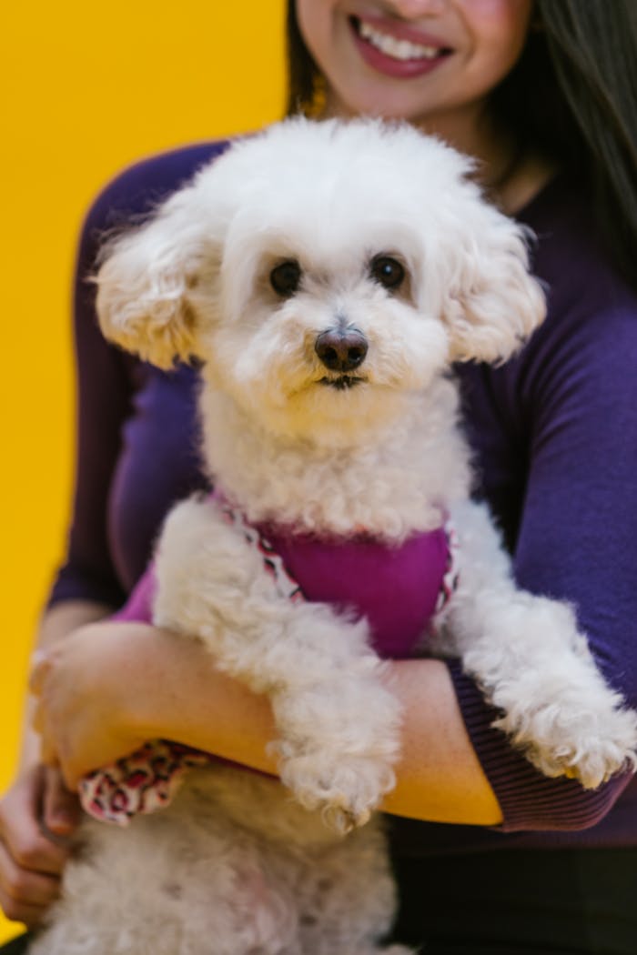 A fluffy white poodle held by a smiling woman, set against a vibrant yellow background.